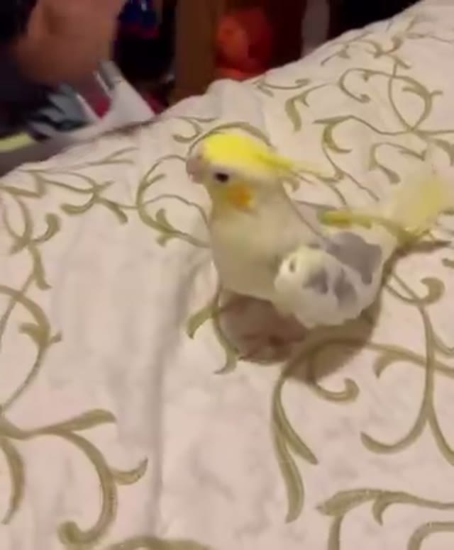 LOST PET - Oahu | Stolen Stuff Hawaii