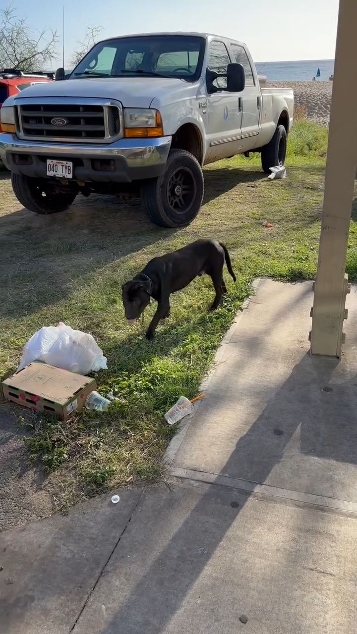 LOST PET - Oahu | Stolen Stuff Hawaii
