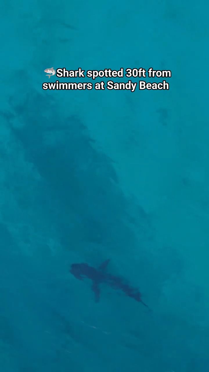 ANIMAL SIGHTING - Oahu | Stolen Stuff Hawaii
