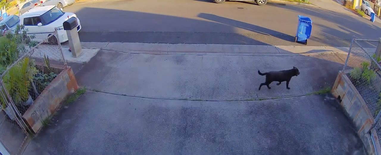 ANIMAL SIGHTING - Oahu | Stolen Stuff Hawaii