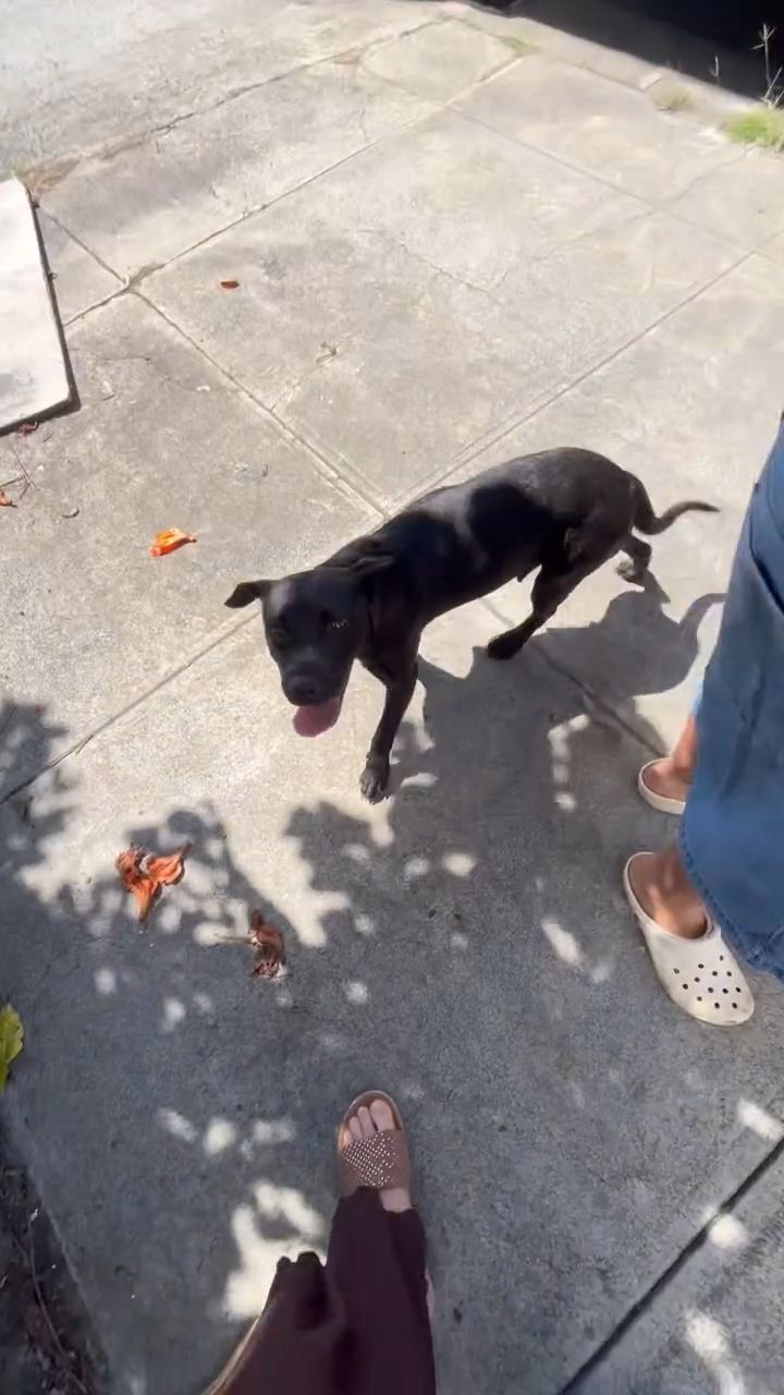 ANIMAL SIGHTING - Oahu | Stolen Stuff Hawaii