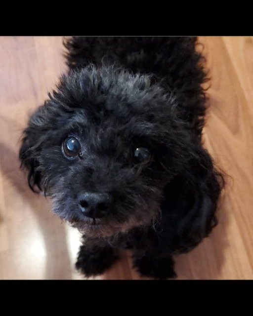 LOST PET - Kaneohe | Stolen Stuff Hawaii