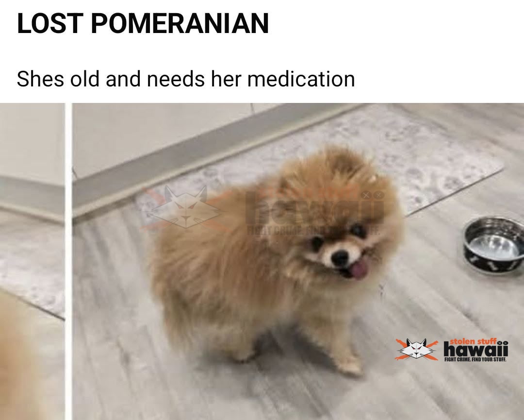 LOST PET - Oahu | Stolen Stuff Hawaii