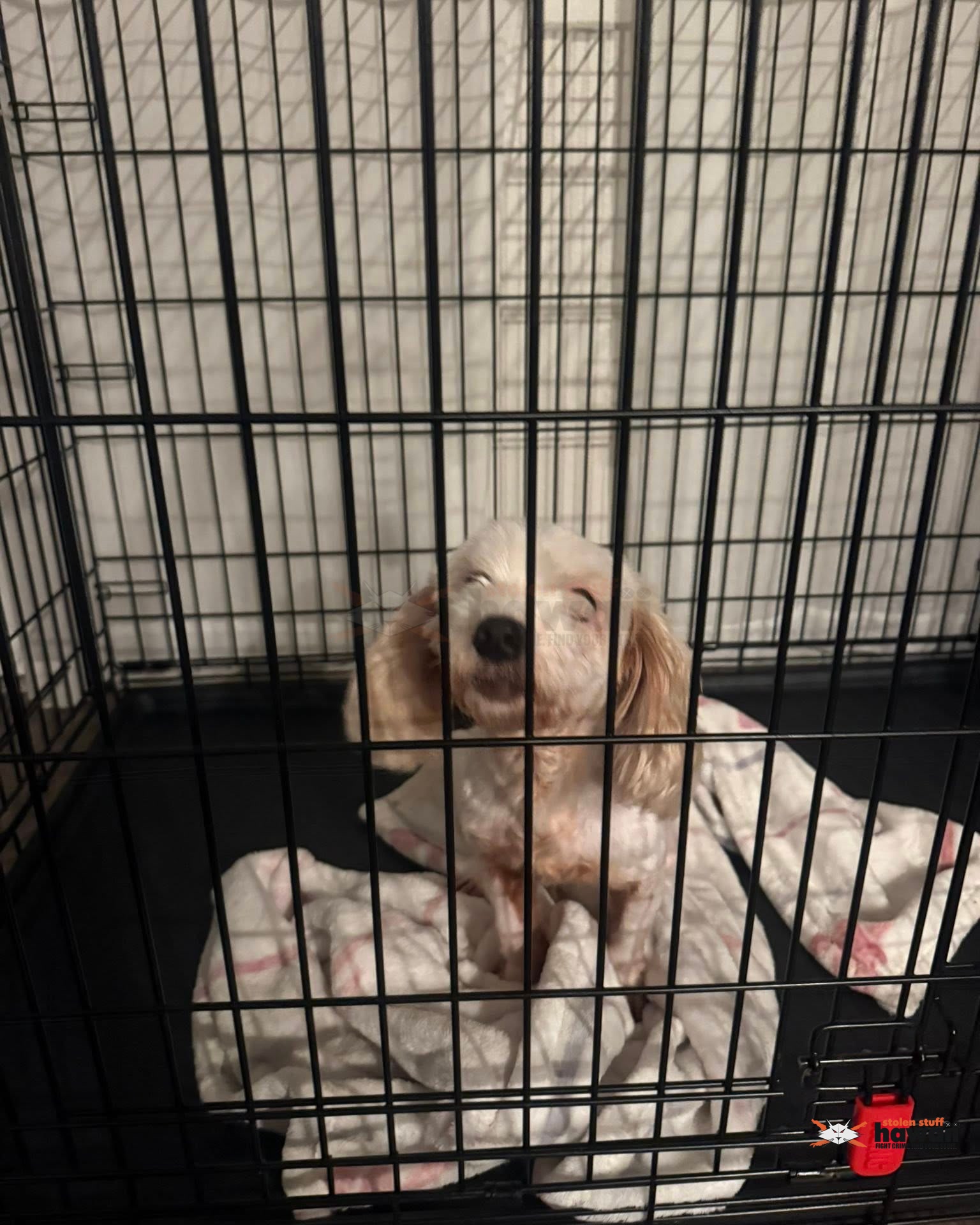 FOUND PET - Oahu | Stolen Stuff Hawaii