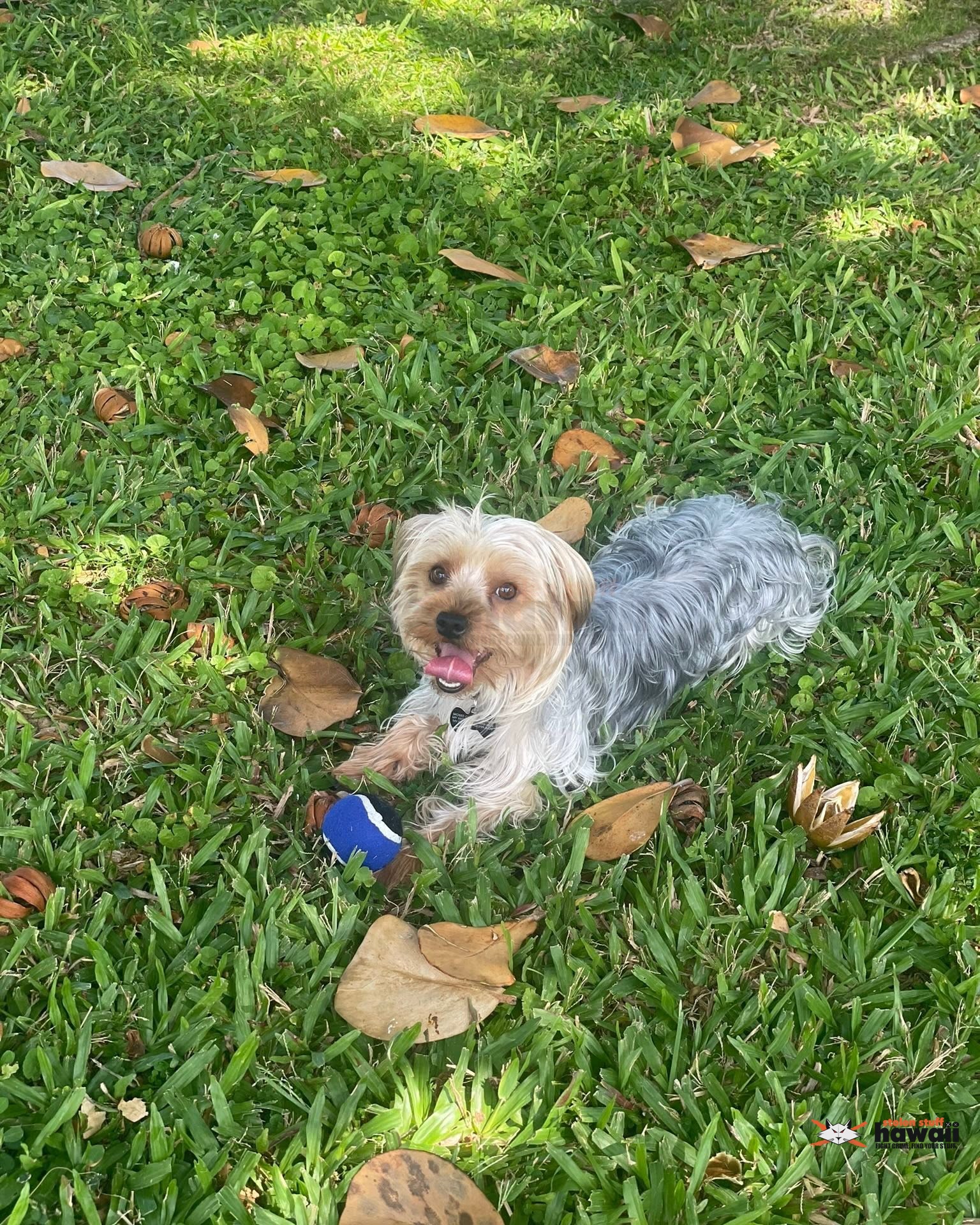 LOST PET - Oahu | Stolen Stuff Hawaii
