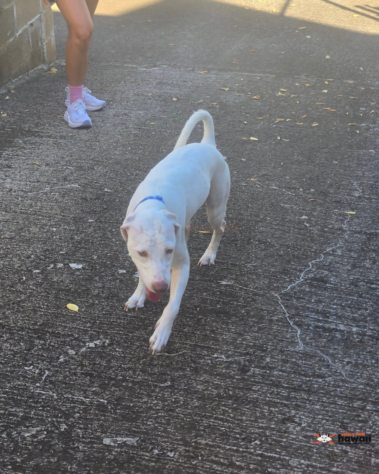 FOUND PET - Oahu | Stolen Stuff Hawaii
