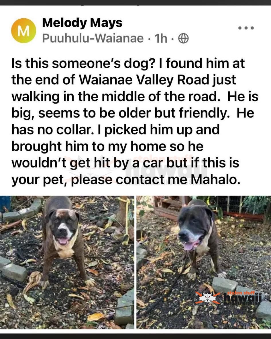 FOUND PET - Oahu | Stolen Stuff Hawaii