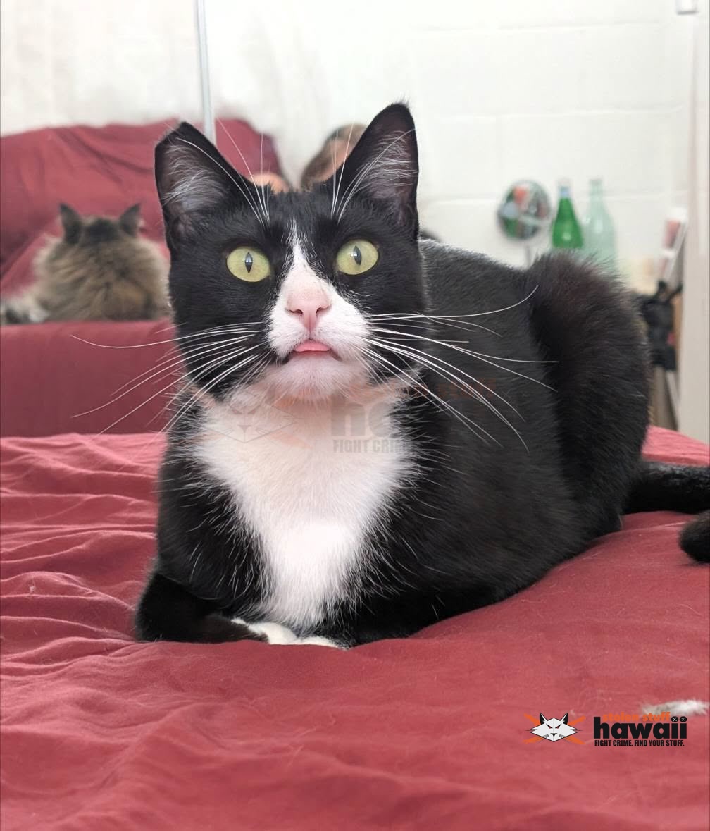 LOST PET - Oahu | Stolen Stuff Hawaii
