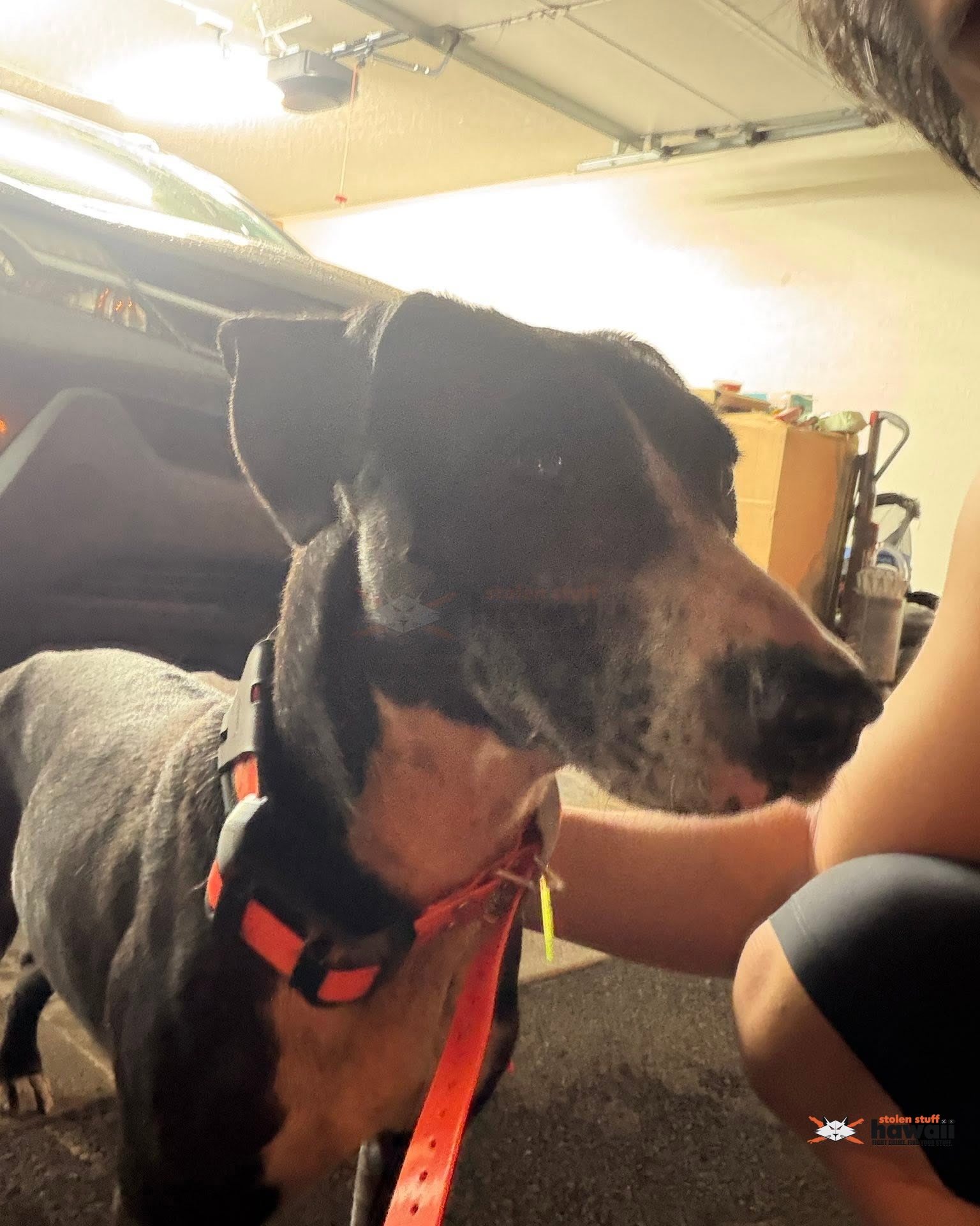 FOUND PET - Oahu | Stolen Stuff Hawaii