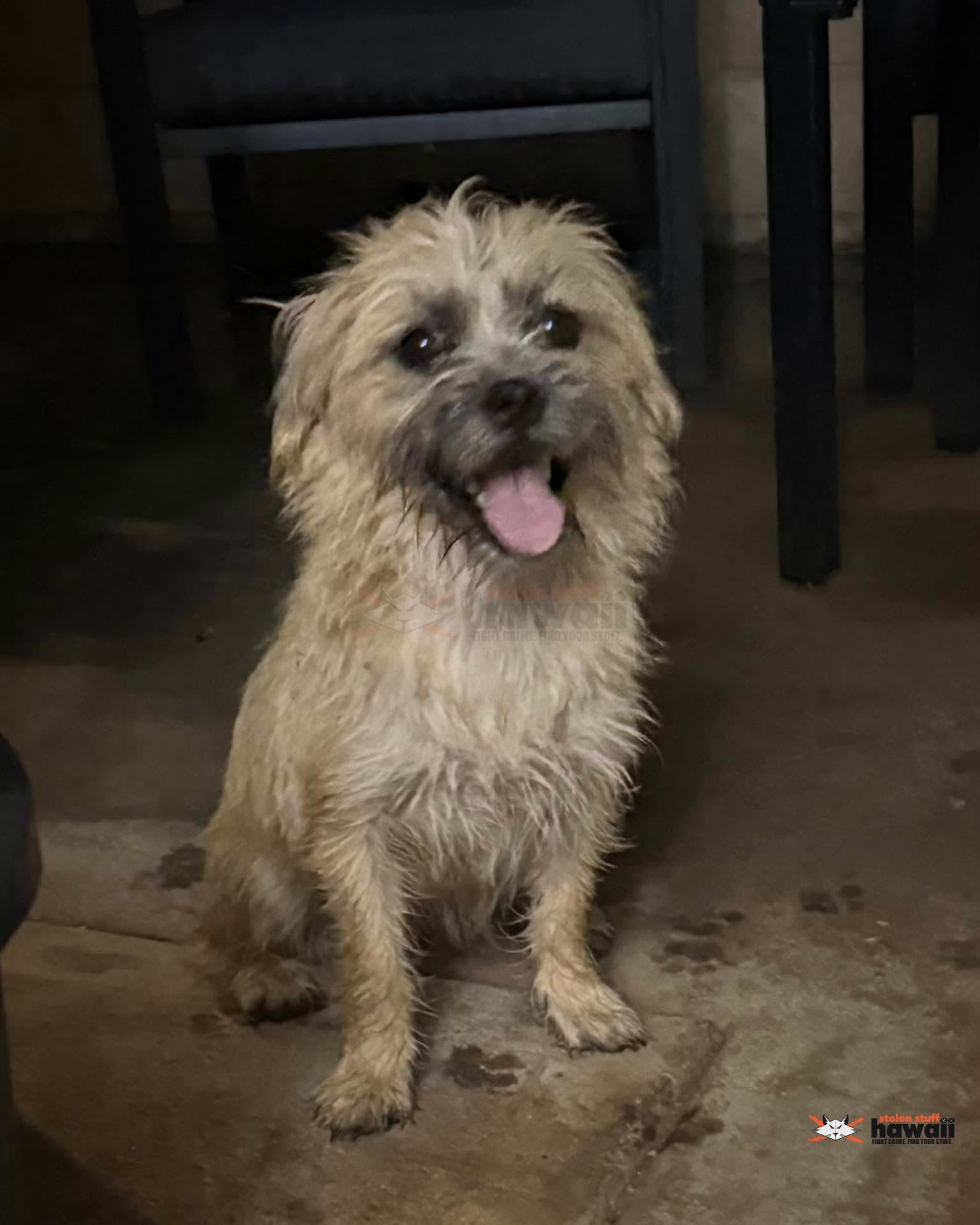 FOUND PET - Oahu | Stolen Stuff Hawaii