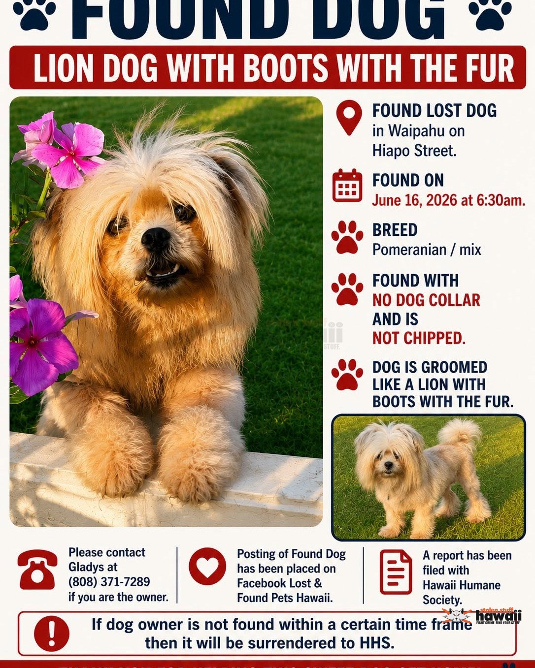 FOUND PET - Oahu | Stolen Stuff Hawaii