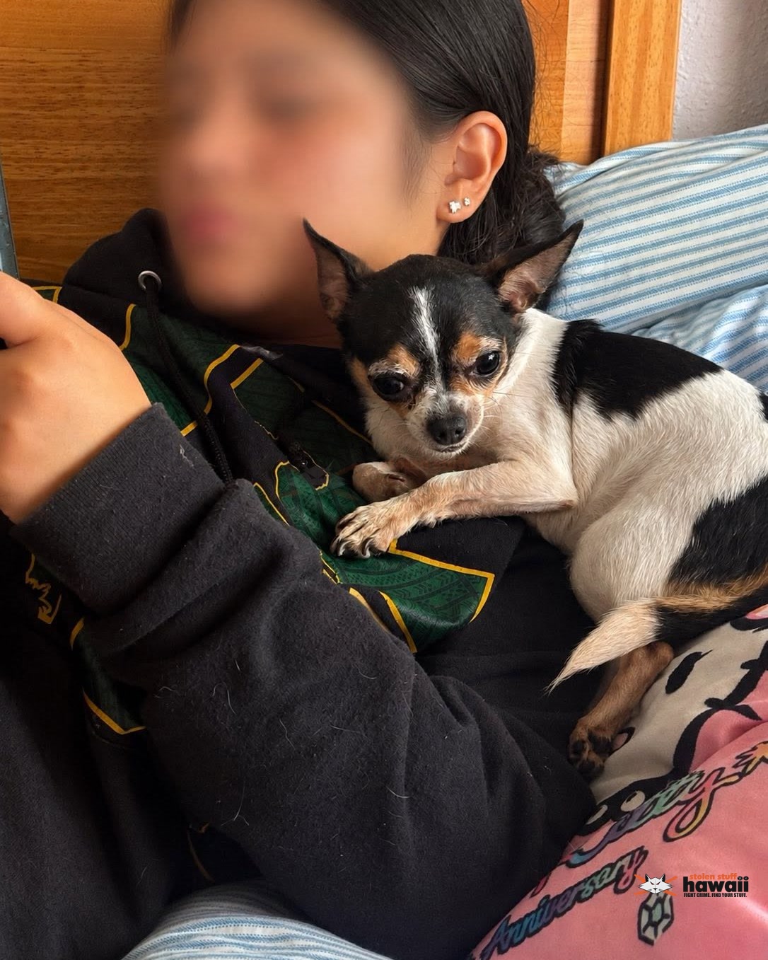 LOST PET - Hawaii | Stolen Stuff Hawaii