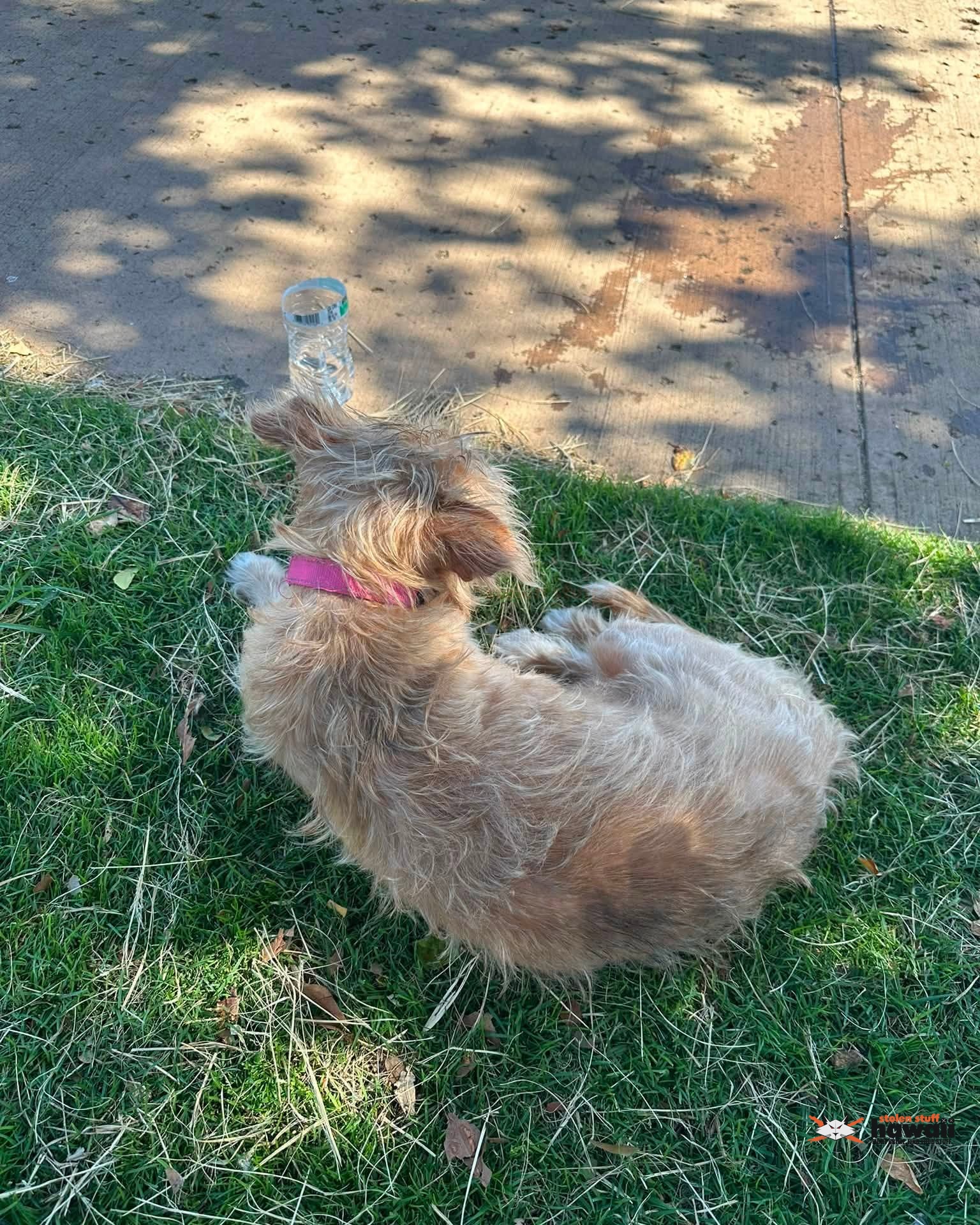 FOUND PET - Oahu | Stolen Stuff Hawaii