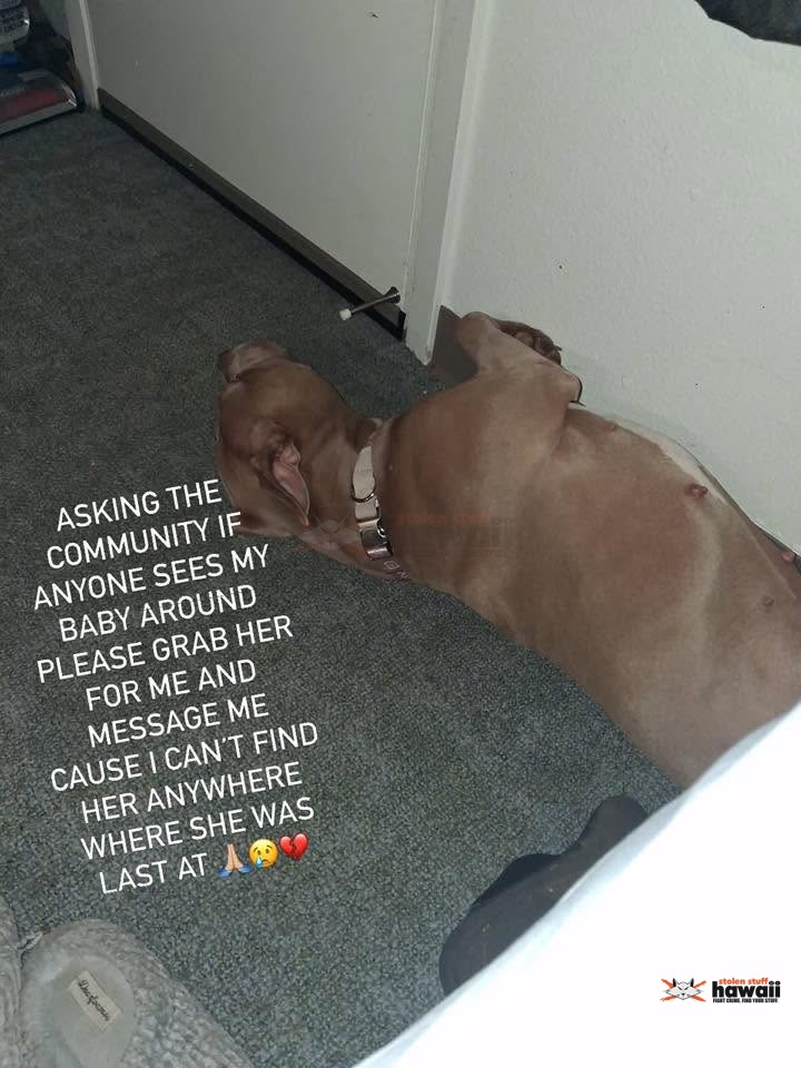 LOST PET - Oahu | Stolen Stuff Hawaii
