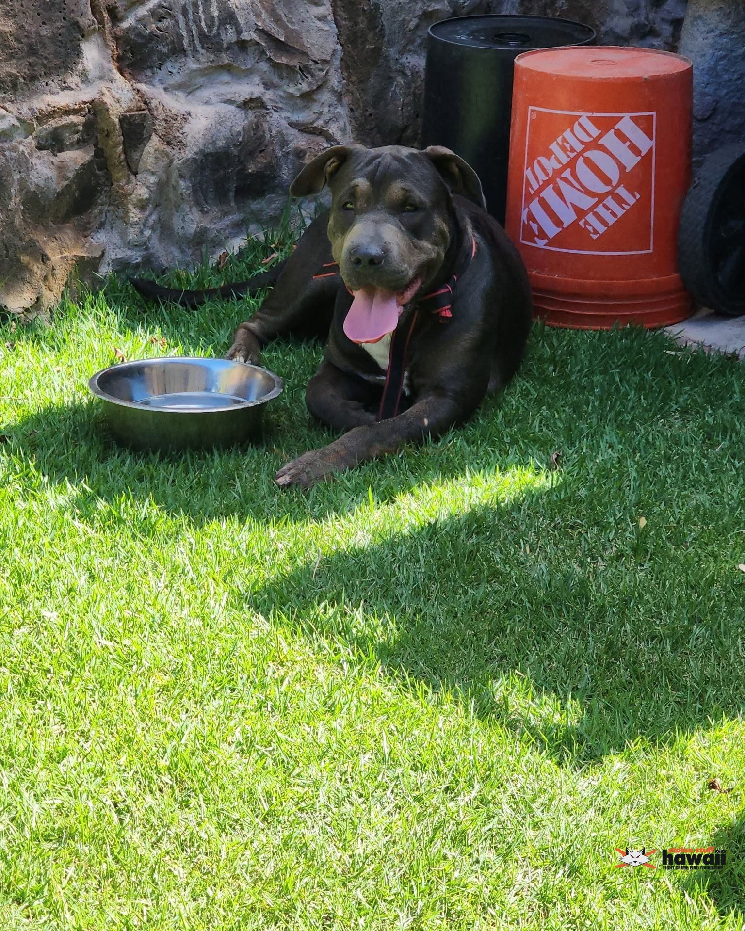 FOUND PET - Oahu | Stolen Stuff Hawaii