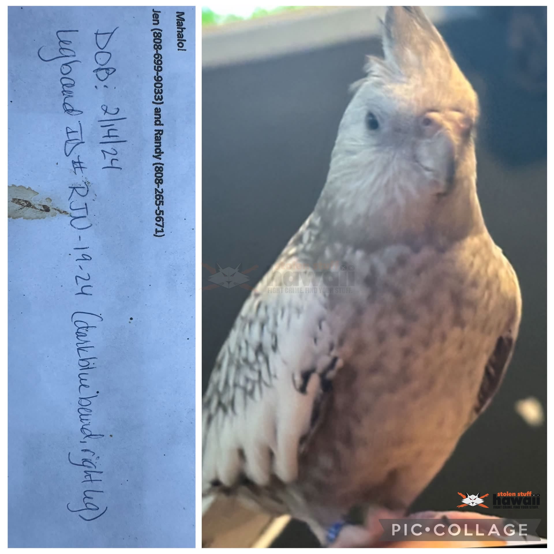 LOST PET - Oahu | Stolen Stuff Hawaii