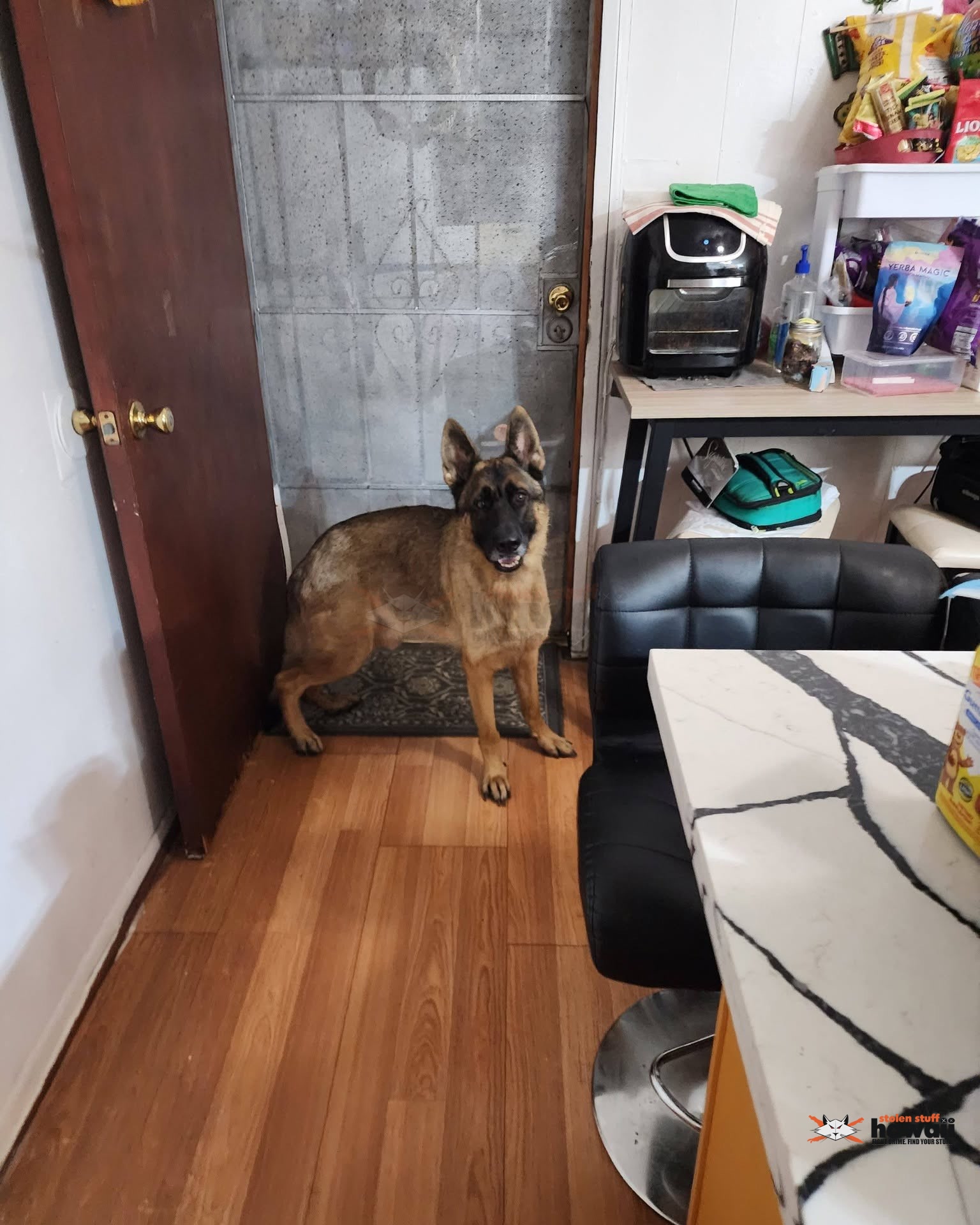 LOST PET - Oahu | Stolen Stuff Hawaii