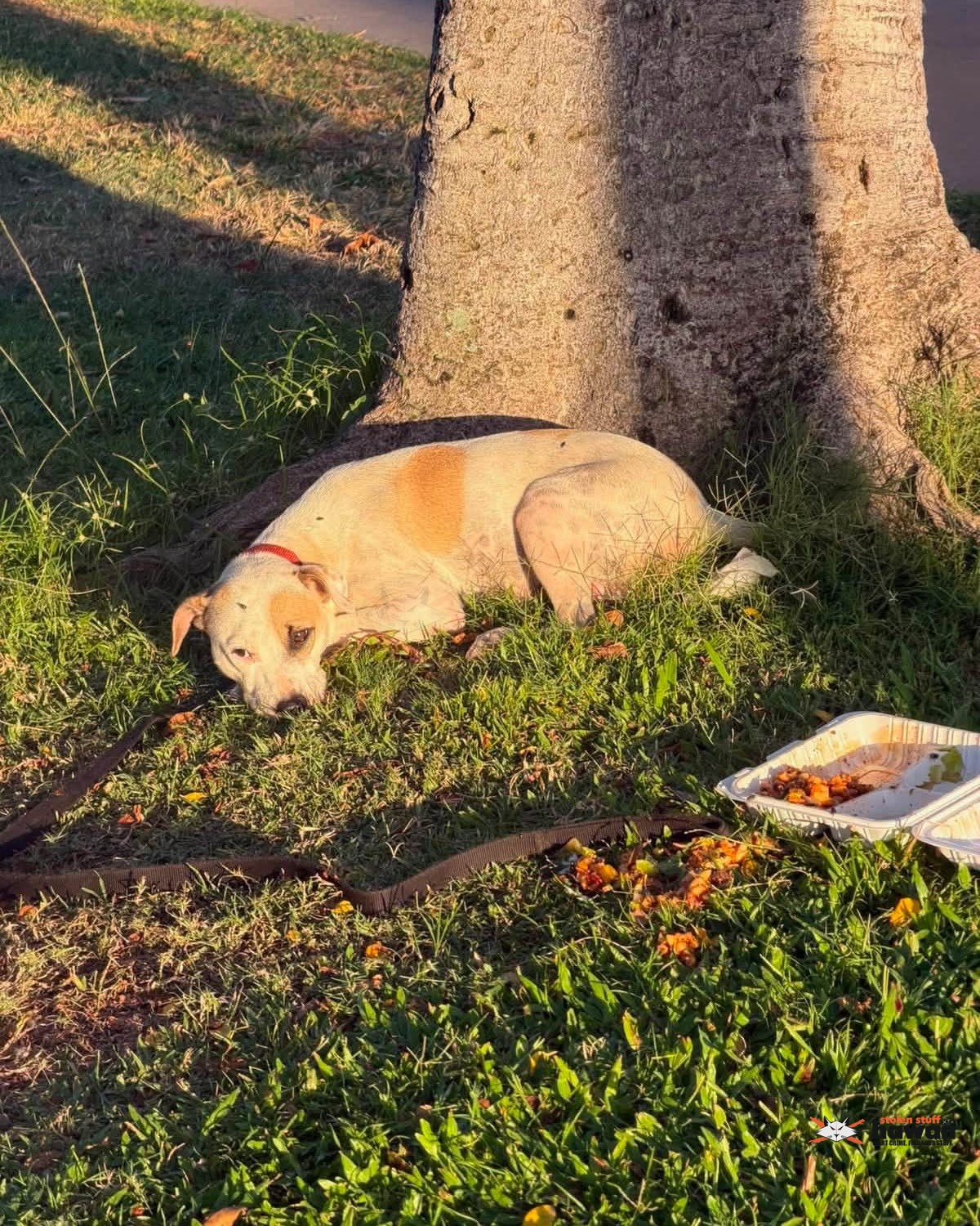 ANIMAL SIGHTING - Oahu | Stolen Stuff Hawaii