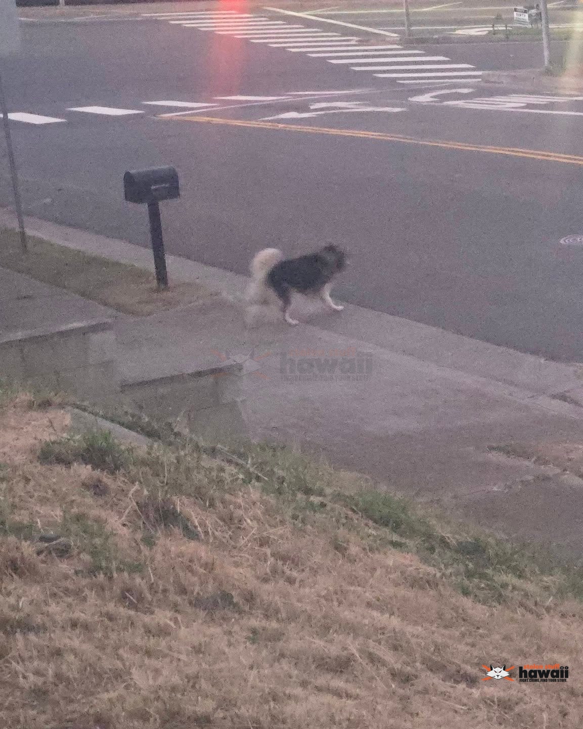 ANIMAL SIGHTING - Oahu | Stolen Stuff Hawaii