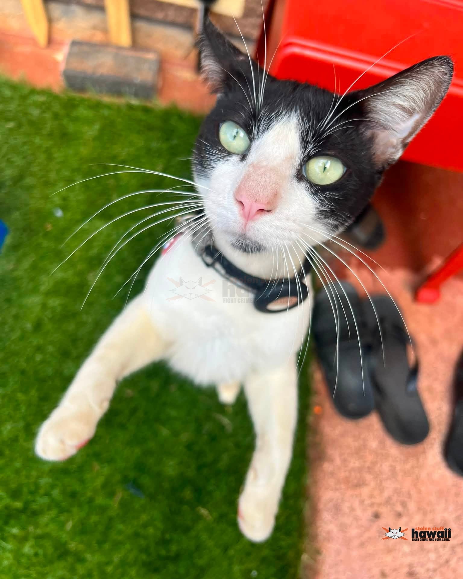 LOST PET - Oahu | Stolen Stuff Hawaii
