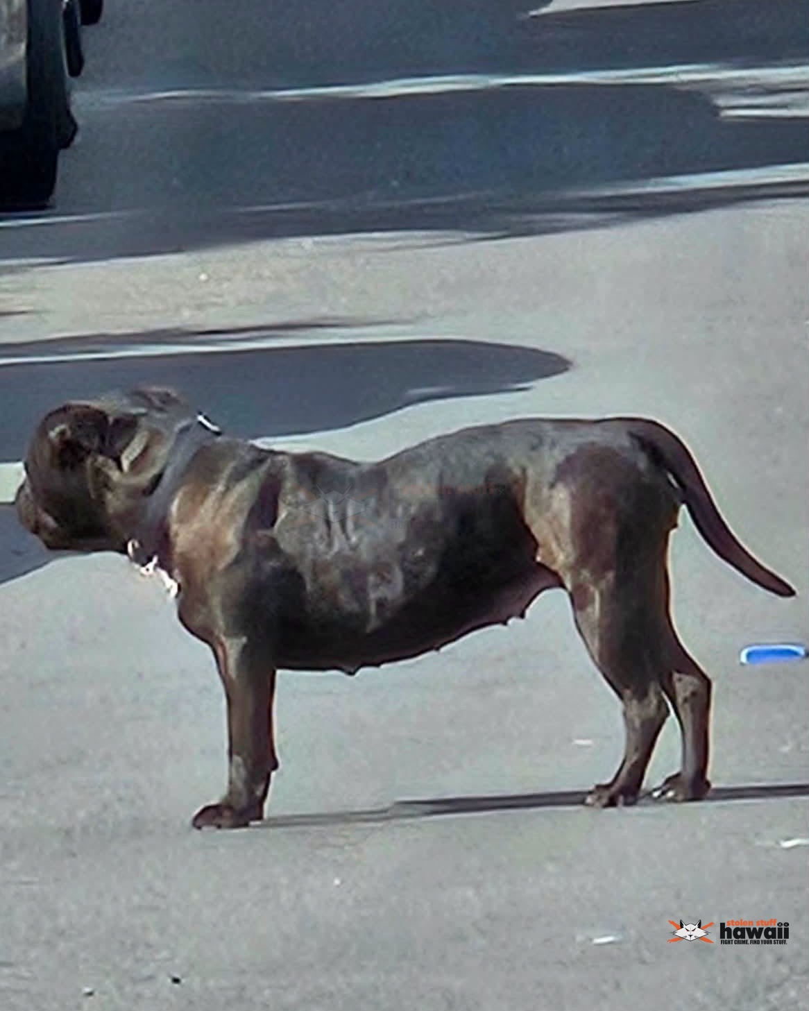 ANIMAL SIGHTING - Oahu | Stolen Stuff Hawaii