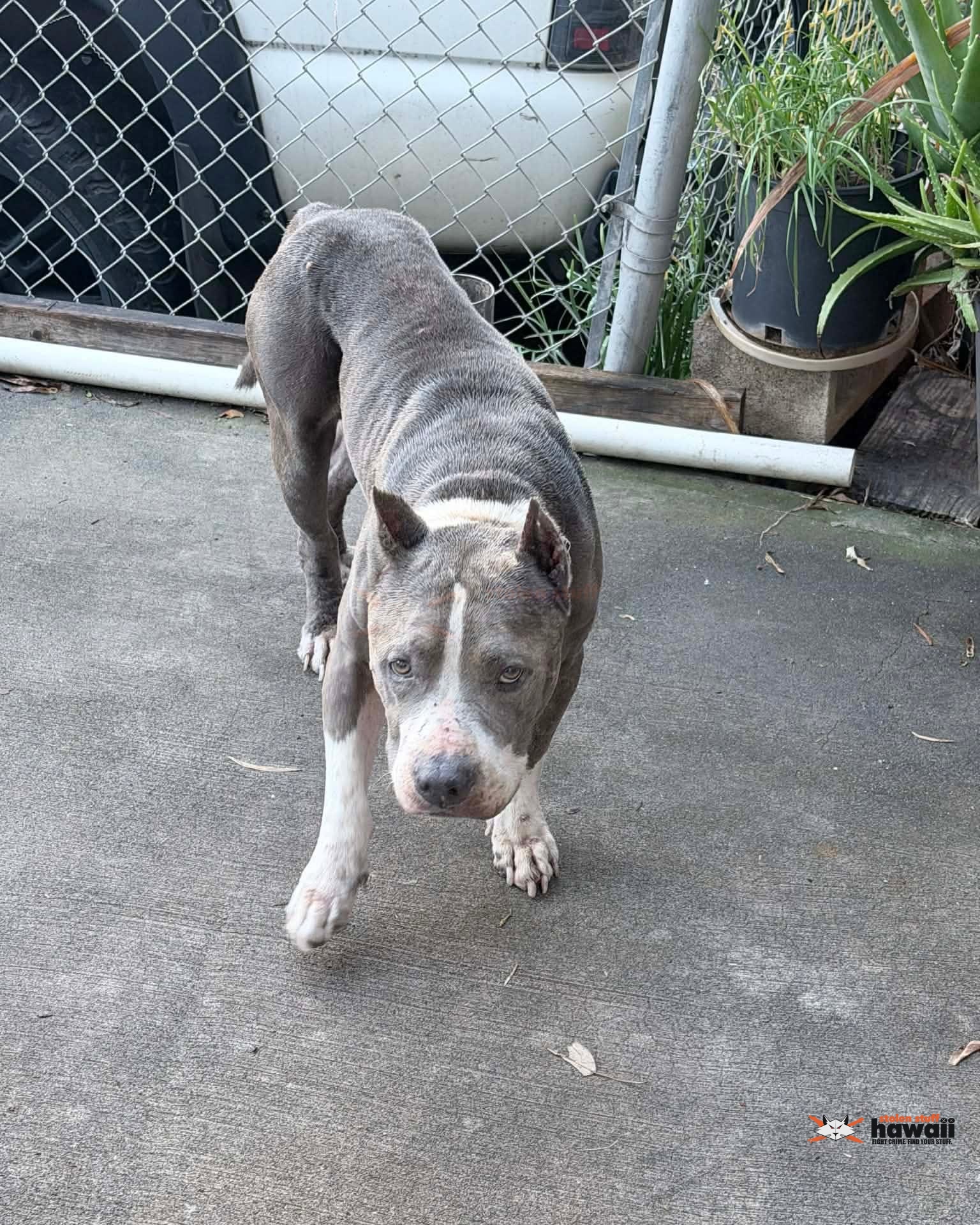 FOUND PET - Oahu | Stolen Stuff Hawaii