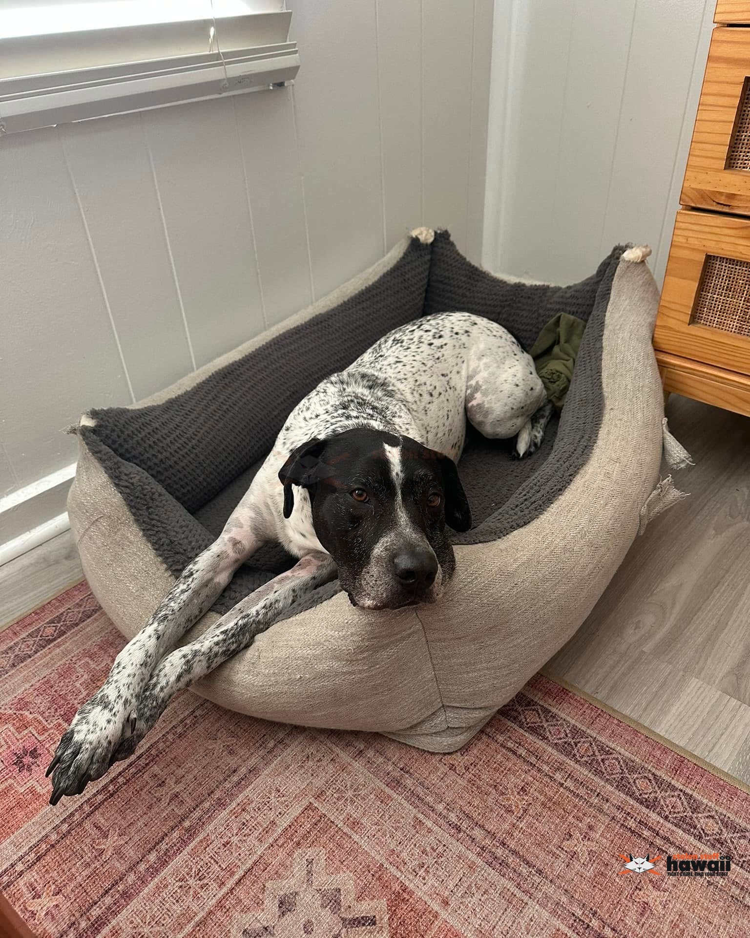 LOST PET - Oahu | Stolen Stuff Hawaii