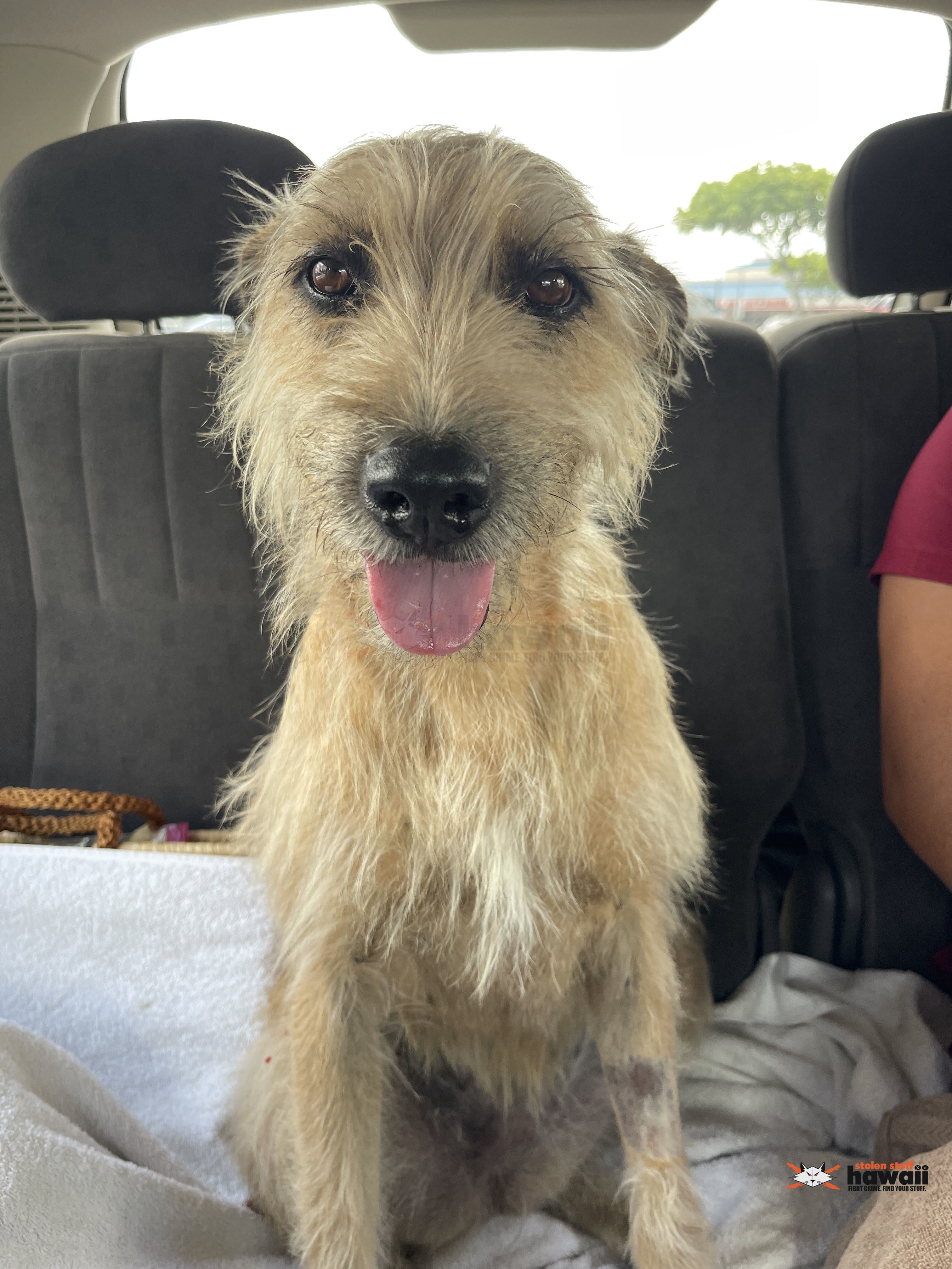 LOST PET - Oahu | Stolen Stuff Hawaii