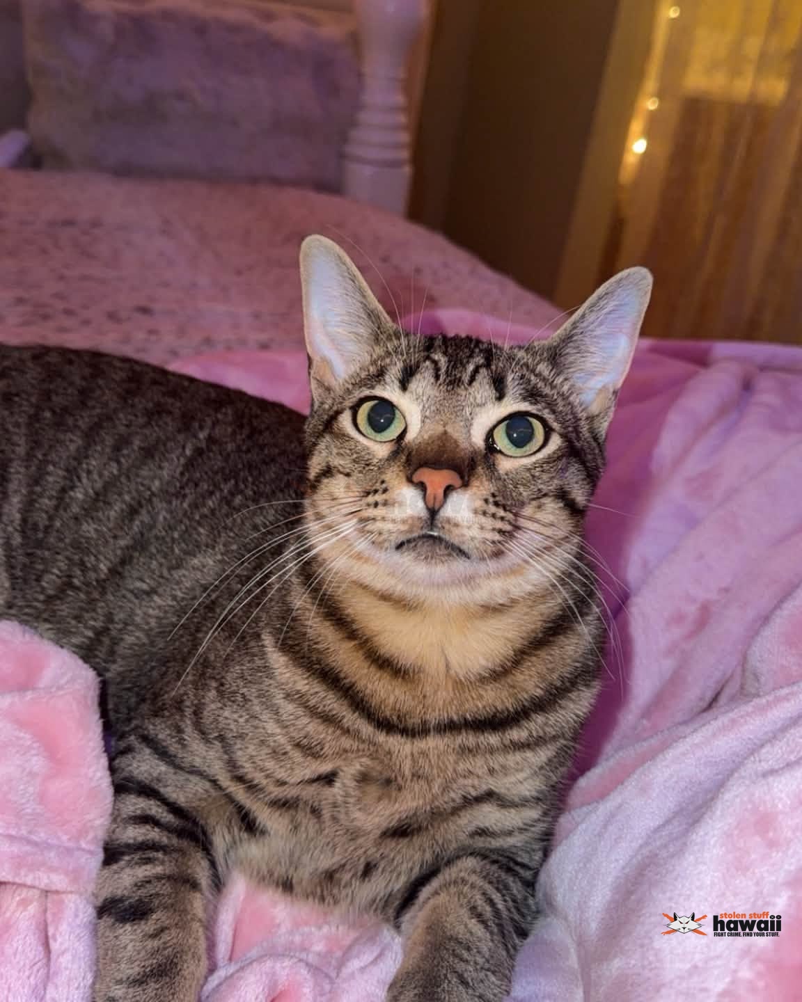 LOST PET - Oahu | Stolen Stuff Hawaii
