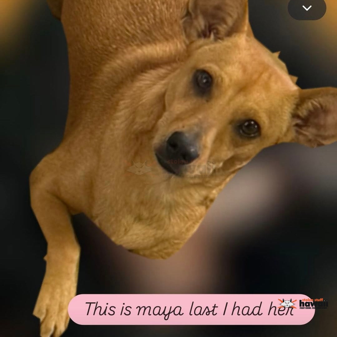 LOST PET - Oahu | Stolen Stuff Hawaii