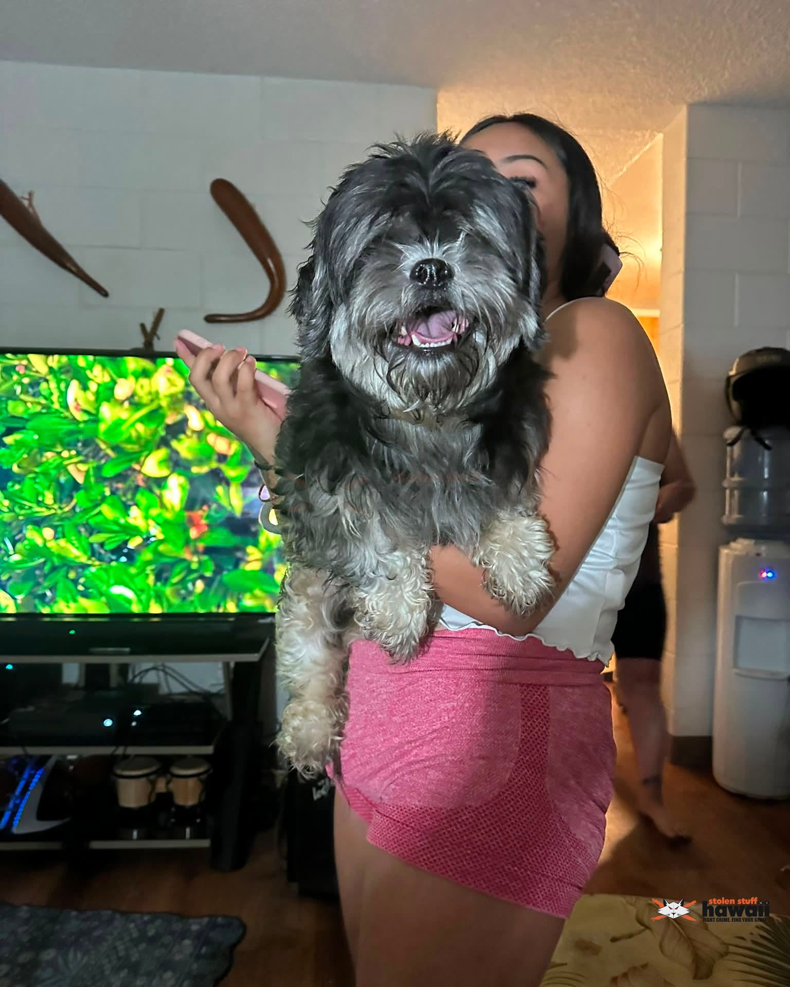 FOUND PET - Oahu | Stolen Stuff Hawaii