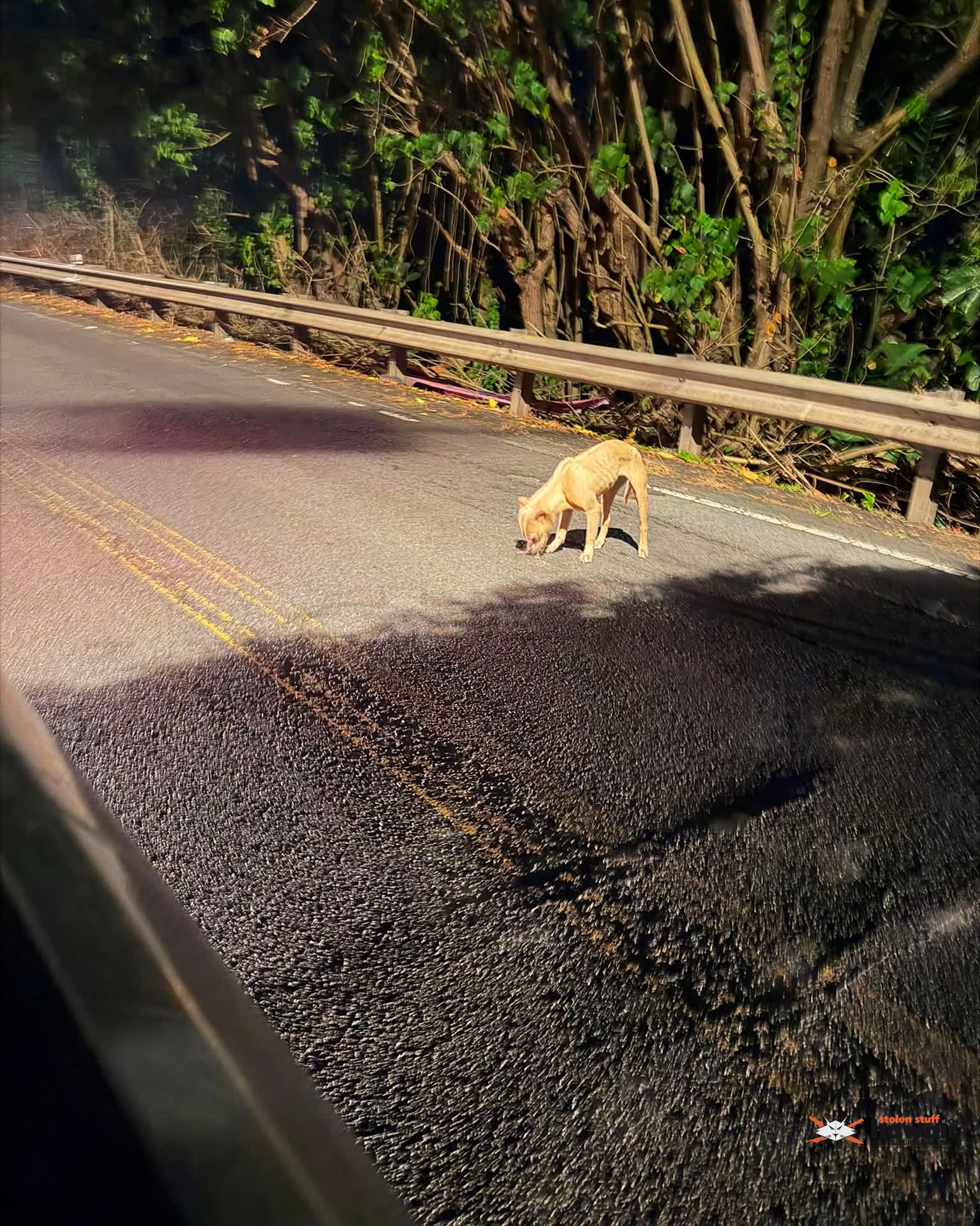 ANIMAL SIGHTING - Oahu | Stolen Stuff Hawaii