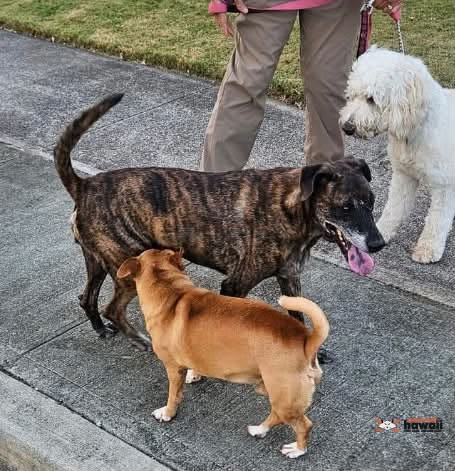 ANIMAL SIGHTING - Oahu | Stolen Stuff Hawaii