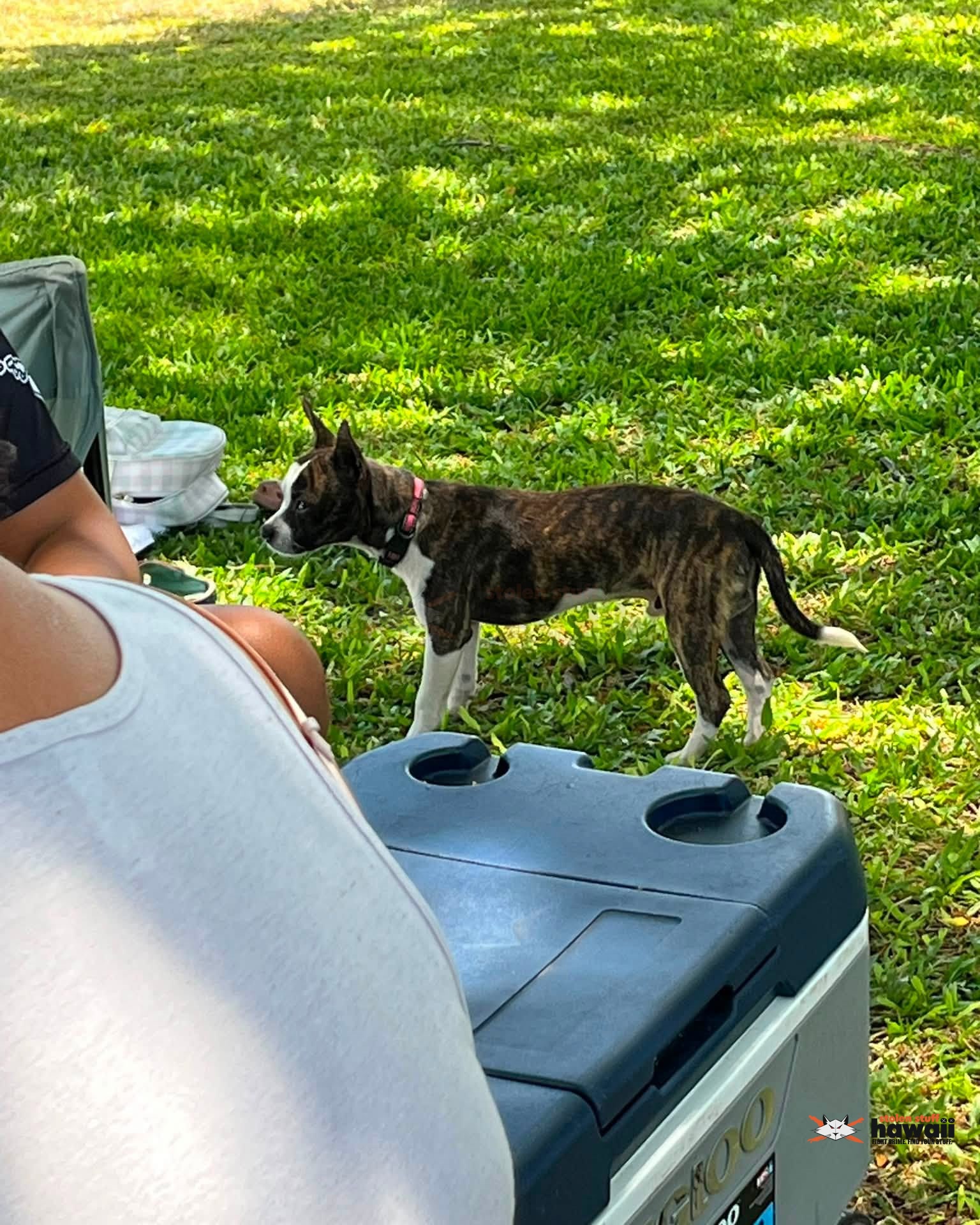ANIMAL SIGHTING - Oahu | Stolen Stuff Hawaii
