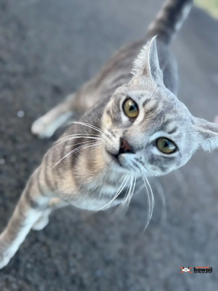 LOST PET - Waianae, Oahu | Stolen Stuff Hawaii