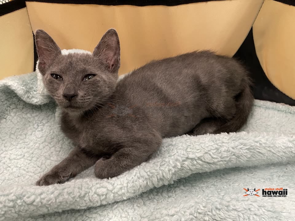 THEFT - Petco Pearl City, Pearl City, Oahu | Stolen Stuff Hawaii