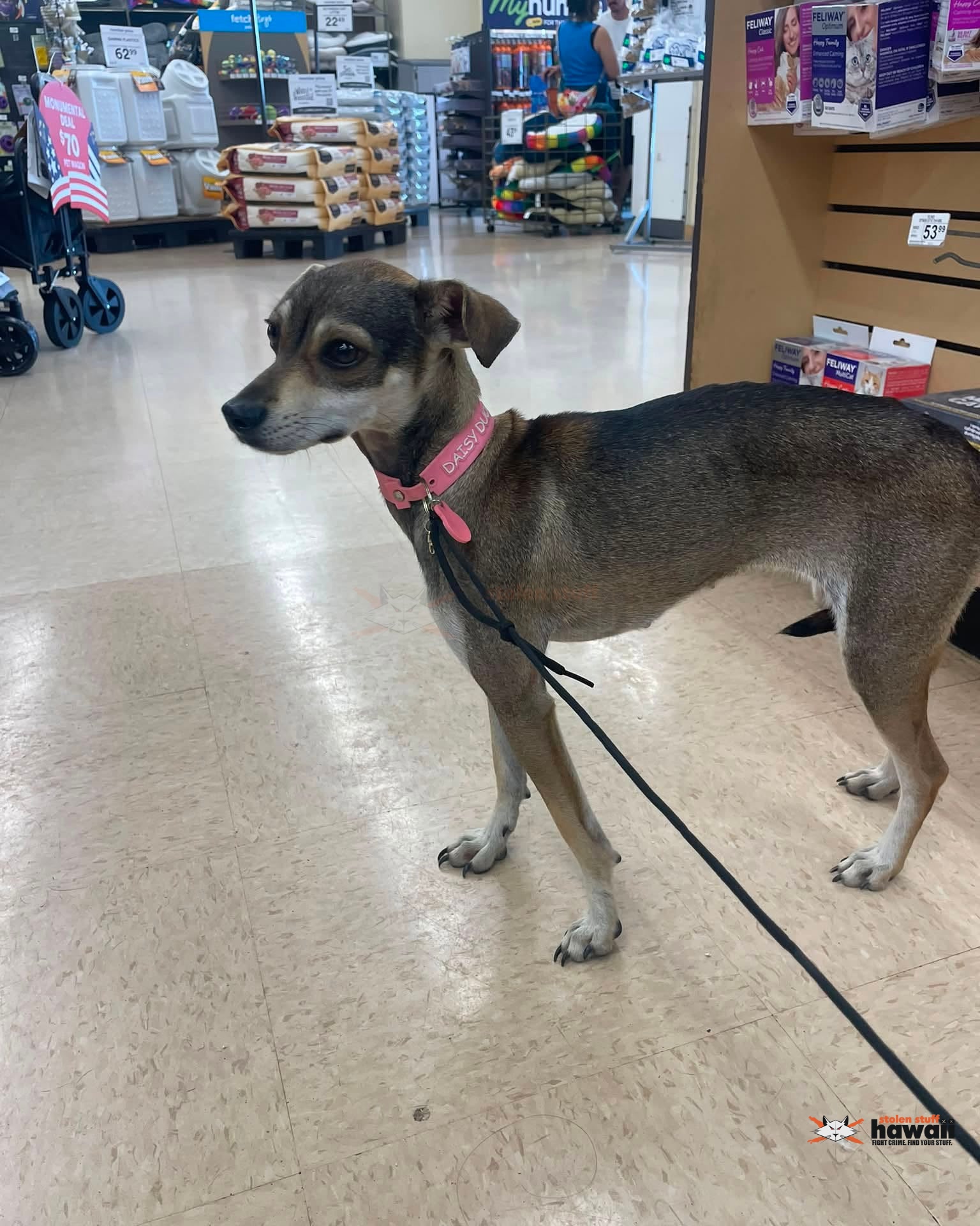 FOUND PET - Oahu | Stolen Stuff Hawaii