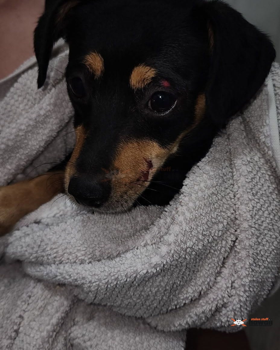 FOUND PET - Oahu | Stolen Stuff Hawaii