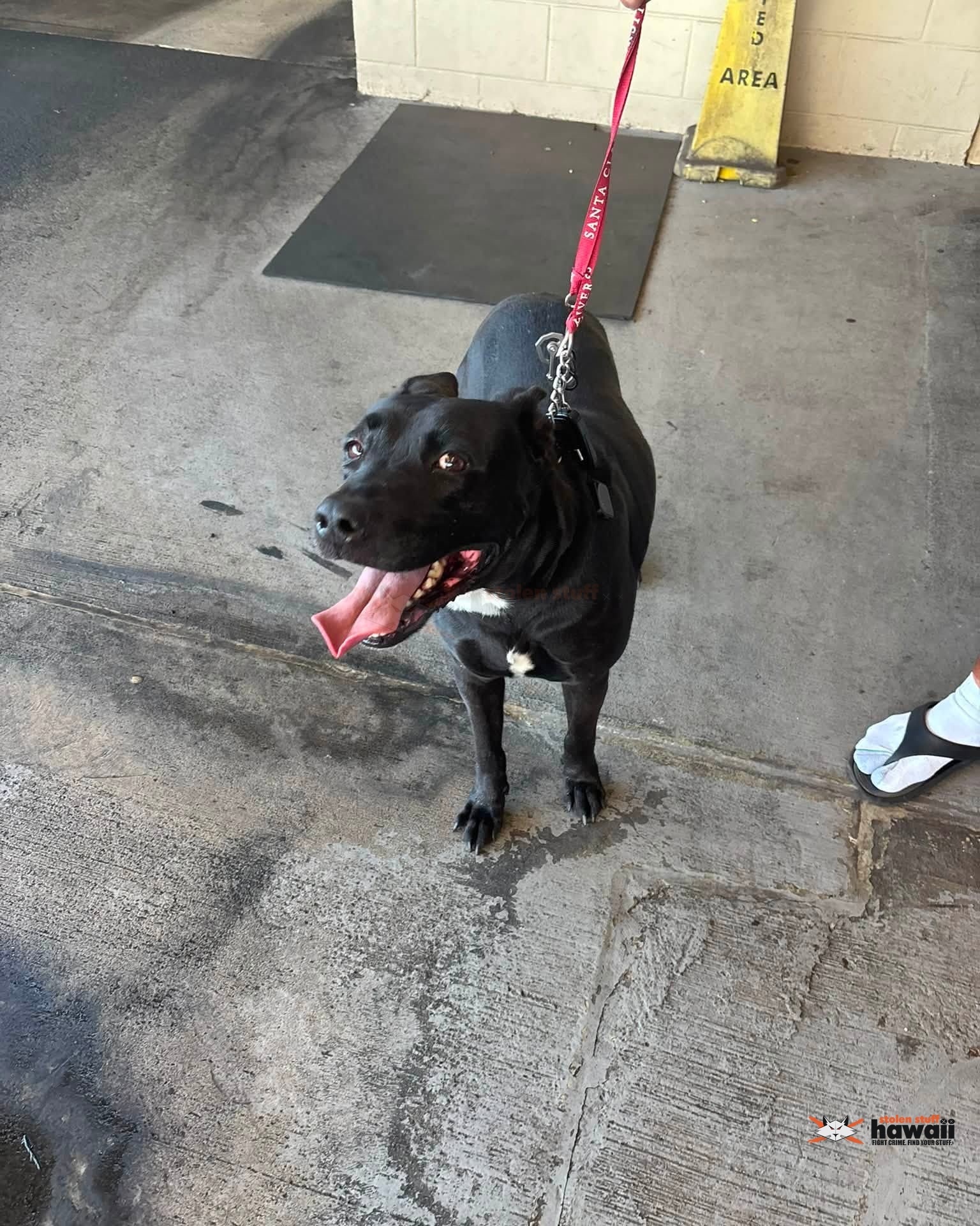 FOUND PET - Oahu | Stolen Stuff Hawaii