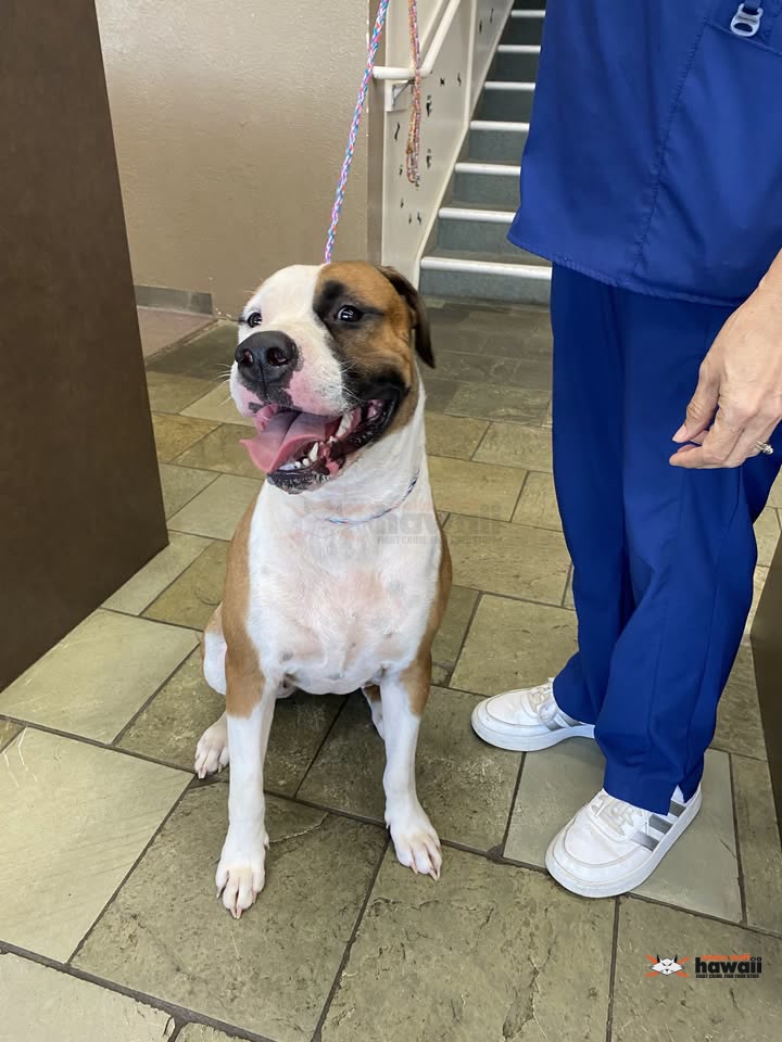 FOUND PET - Onekai Street, Puohala Village, Kaneohe, Oahu | Stolen Stuff Hawaii