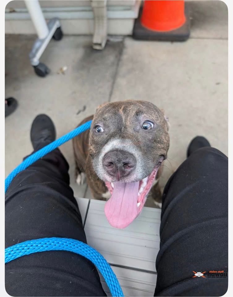 FOUND PET - Kaneohe, Oahu | SSH Search