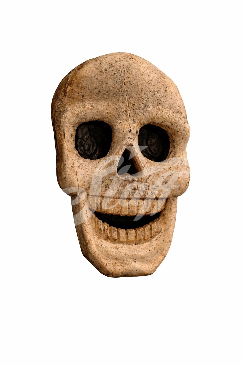 Calavera Realista Museográfica