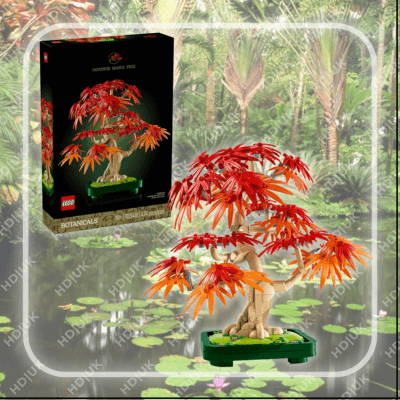 Japanese Red Maple Bonsai Tree (10348)