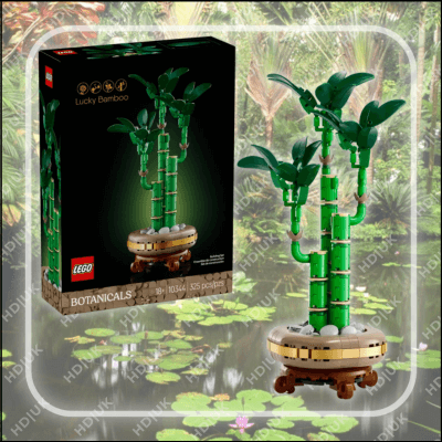 Lucky Bamboo (10344)