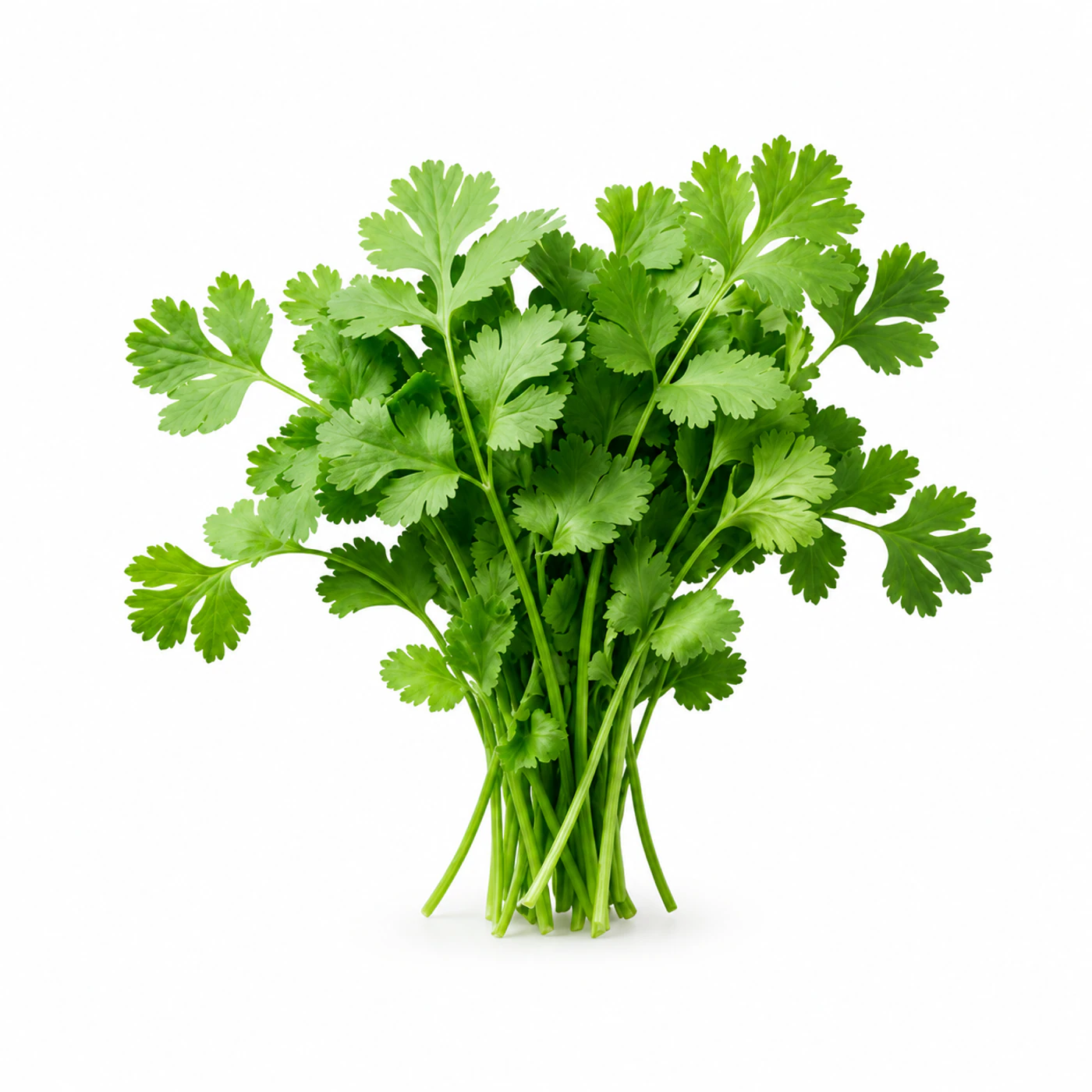 Кинза Novagreen
