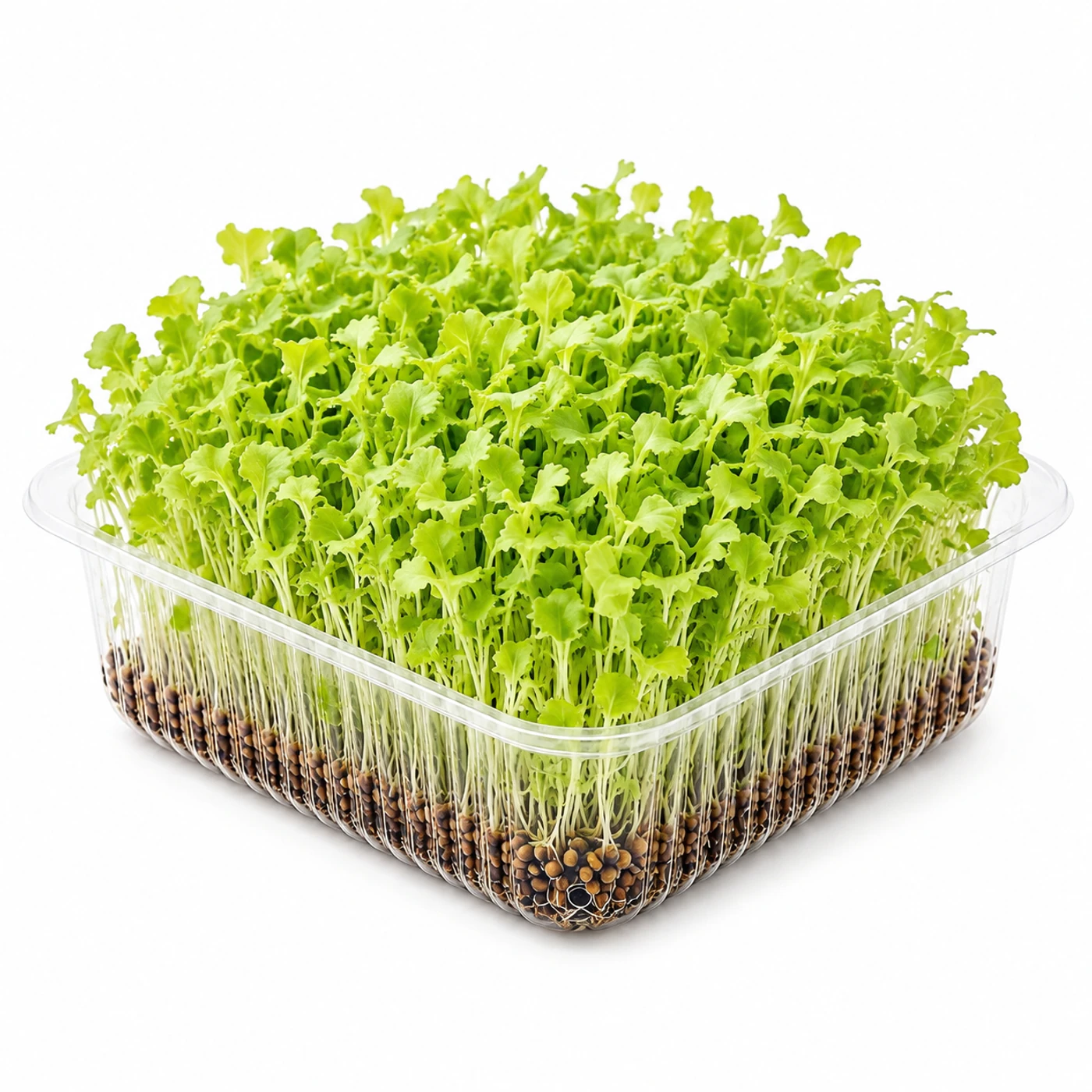 Микрозелень латук Novagreen, 1 шт.