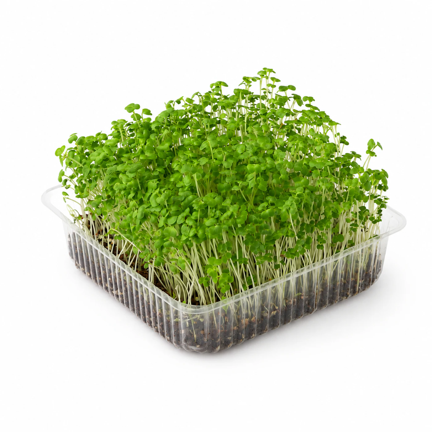 Микрозелень брокколи Novagreen, 1 шт.