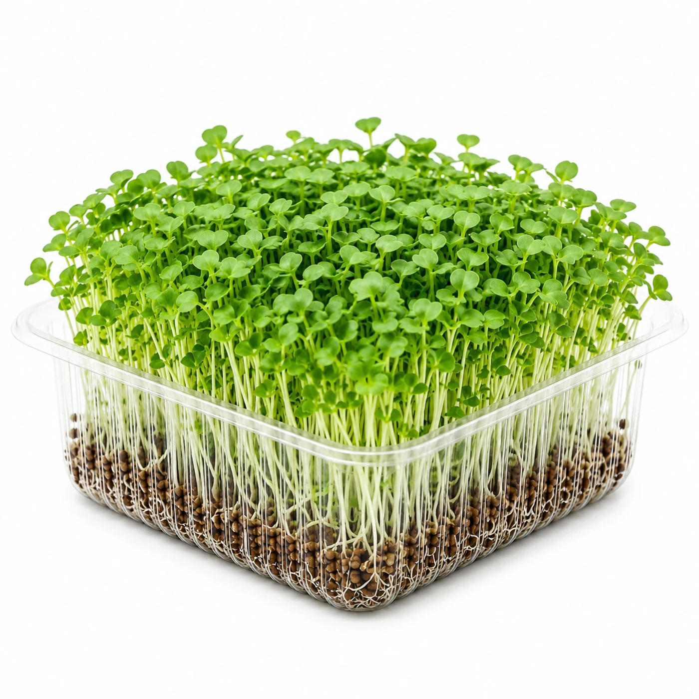 Микрозелень дайкона Novagreen, 1 шт.