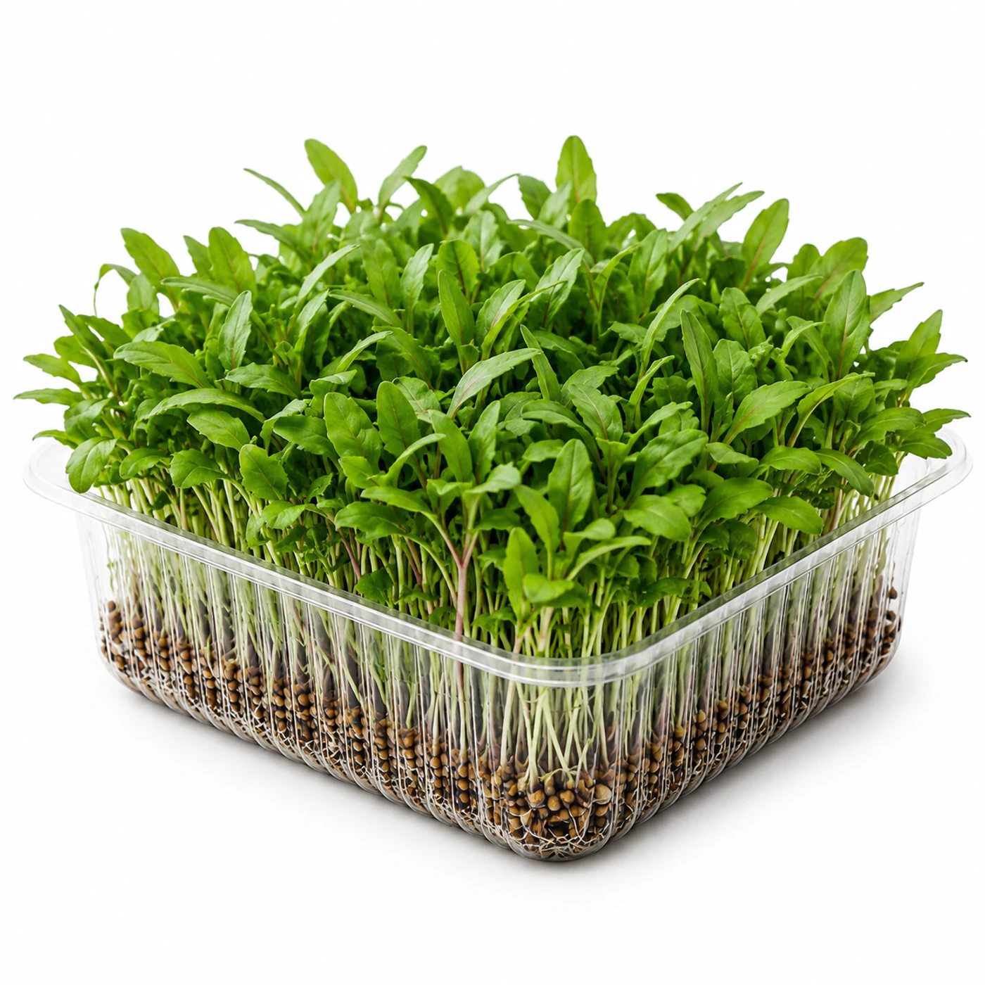 Микрозелень рукколы Novagreen, 1 шт.