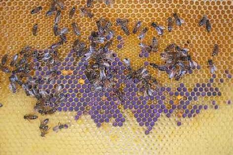 Informations sur les nouvelles orientations de l'EFSA concernant les abeilles